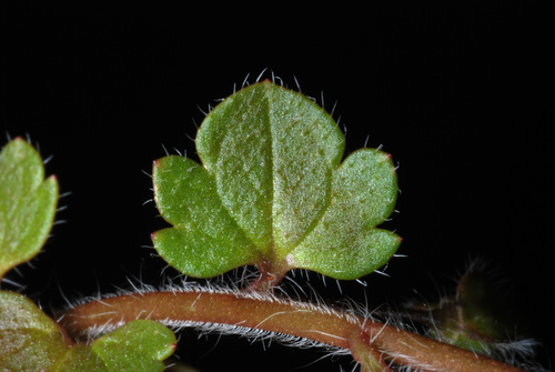 Ivy-leaved speedwell