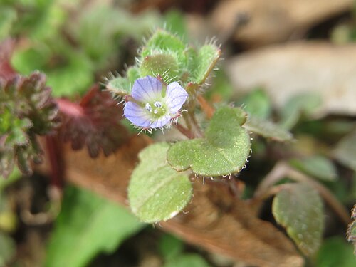 Ivy-leaved speedwell: Der erste Efeu-Ehrenpreis ( Veronica hederifolia ) in Hockenheim kündigt den Frühling an