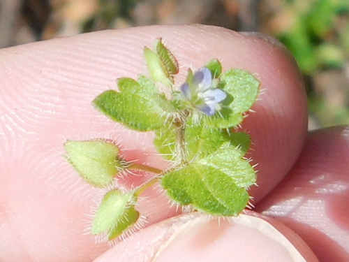 Ivy-leaved speedwell (Veronica hederifolia)
