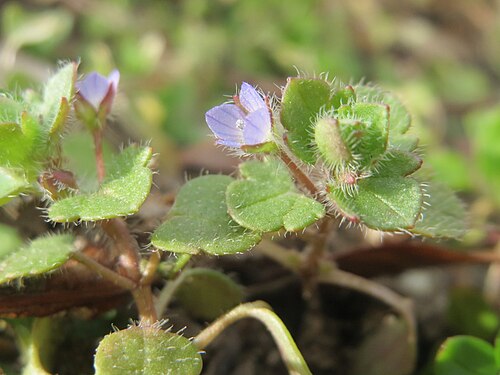 Ivy-leaved speedwell: Der erste Efeu-Ehrenpreis ( Veronica hederifolia ) in Hockenheim kündigt den Frühling an