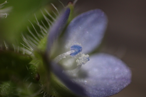 Ivy-leaved speedwell (Veronica hederifolia)