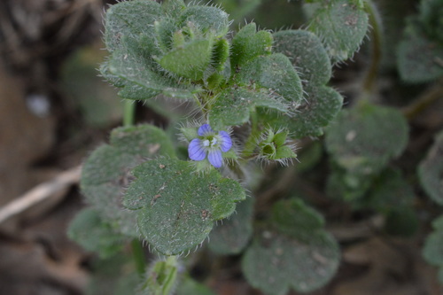 Ivy-leaved speedwell (Veronica hederifolia)
