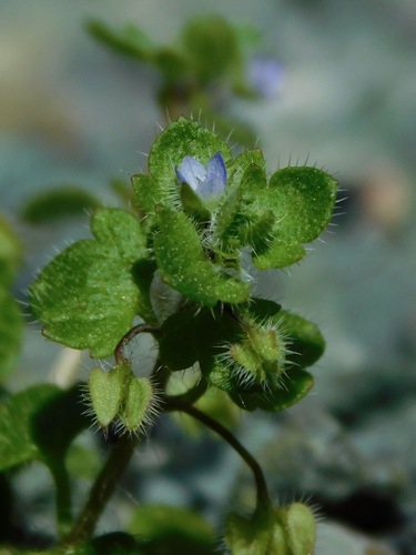 Ivy-leaved speedwell (Veronica hederifolia)
