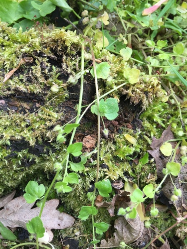 Ivy-leaved speedwell (Veronica hederifolia)
