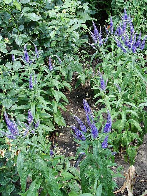 Garden speedwell: Picture taken in the university botanical garden of Wrocław (Poland): Veronica longifolia L. syn Pseudolysimachion longifolium (L.) Opiz