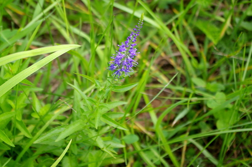 Garden speedwell (Veronica longifolia)