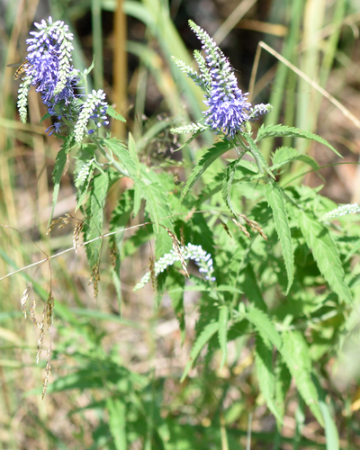 Garden speedwell (Veronica longifolia)