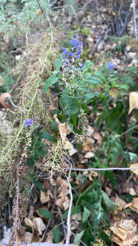 Garden speedwell (Veronica longifolia)