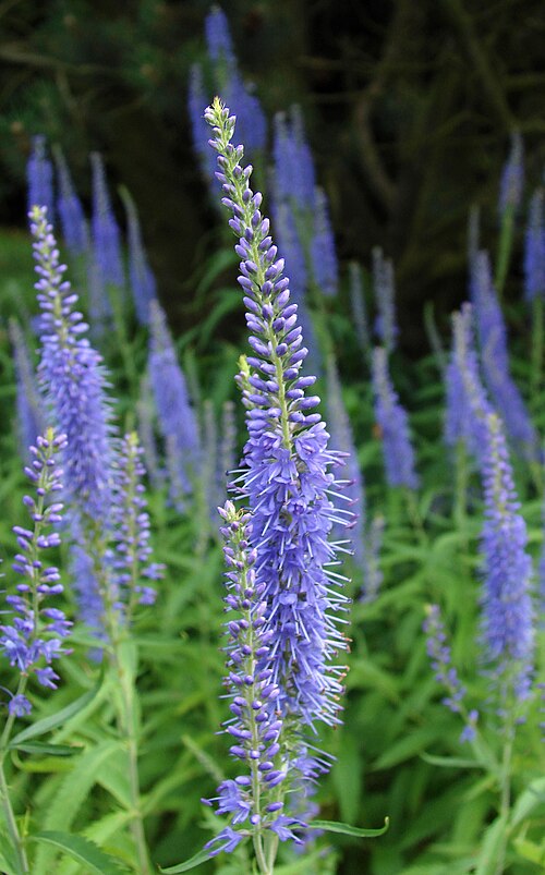 Garden speedwell: Langblättriger Blauweiderich