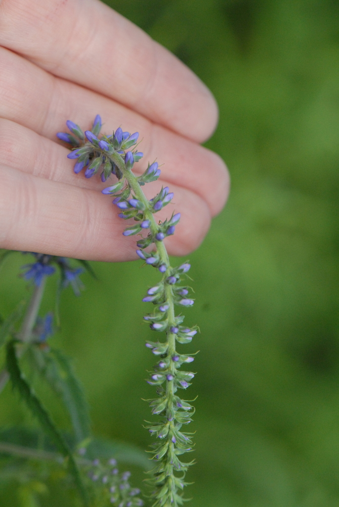 Garden speedwell (Veronica longifolia)