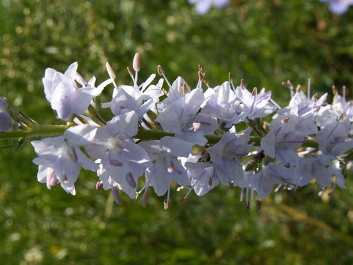 Garden speedwell (Veronica longifolia)