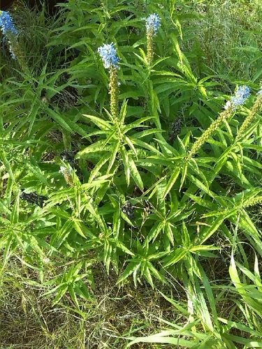 Garden speedwell (Veronica longifolia)