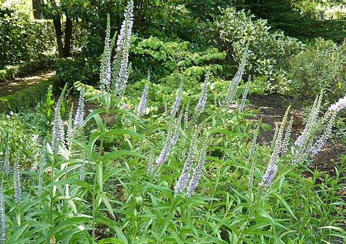 Garden speedwell: Veronica longifolia . Real Jardín Botánico, Madrid, España.