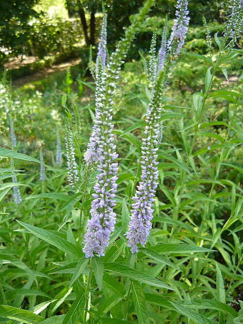 Garden speedwell: Veronica longifolia . Real Jardín Botánico, Madrid, España.