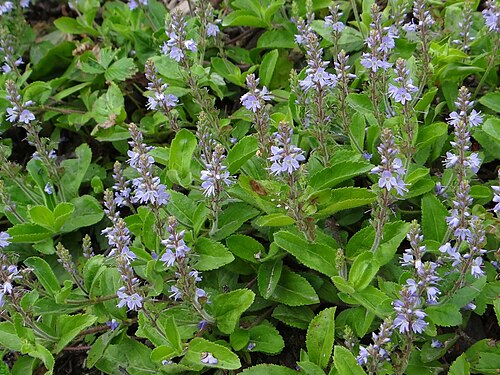 Common gypsyweed: Veronica officinalis