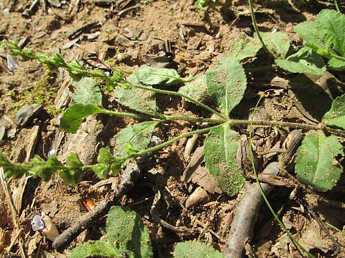 Common gypsyweed: Echter Ehrenpreis ( Veronica officinalis ) im Wald bei Ensheim