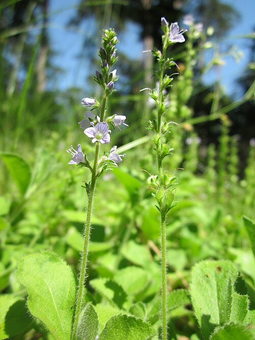 Common gypsyweed: Echter Ehrenpreis ( Veronica officinalis ) in der Schwetzinger Hardt