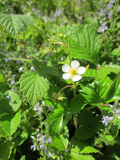Common gypsyweed: Wald-Erdbeere ( Fragaria vesca ) und Echter Ehrenpreis ( Veronica officinalis ) in der Schwetzinger Hardt