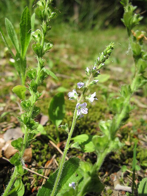 Common gypsyweed: Echter Ehrenpreis ( Veronica officinalis ) in der Schwetzinger Hardt