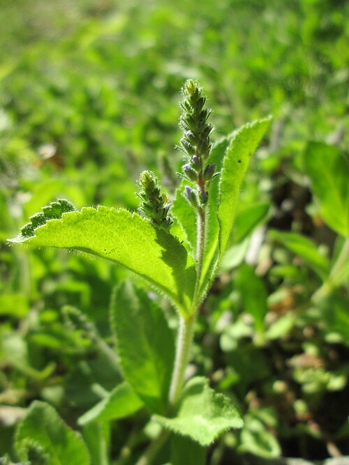 Common gypsyweed: Echter Ehrenpreis ( Veronica officinalis ) in der Schwetzinger Hardt