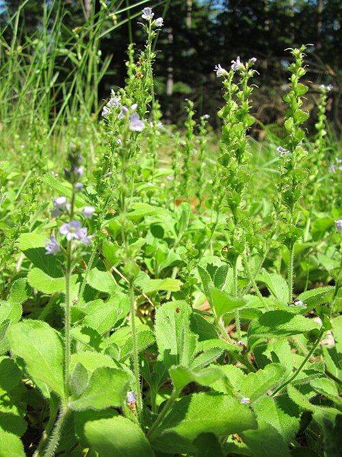 Common gypsyweed: Echter Ehrenpreis ( Veronica officinalis ) in der Schwetzinger Hardt