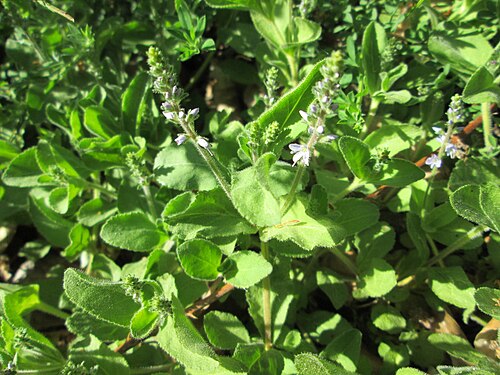 Common gypsyweed: Echter Ehrenpreis ( Veronica officinalis ) in der Schwetzinger Hardt