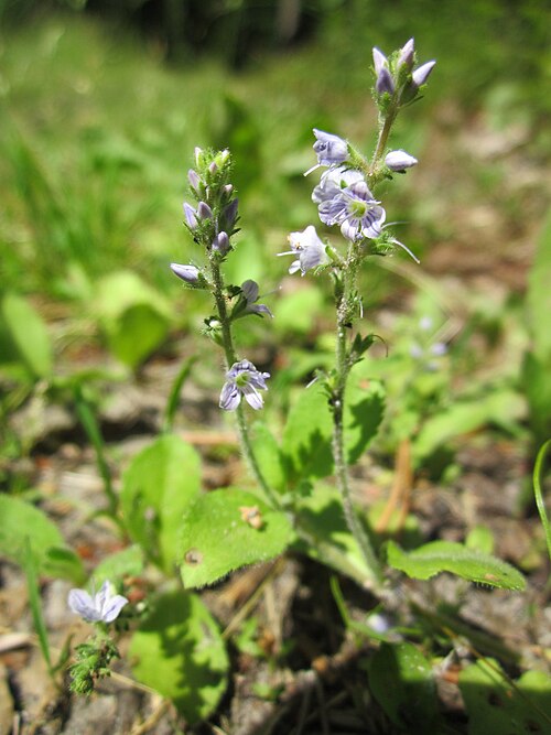 Common gypsyweed: Echter Ehrenpreis ( Veronica officinalis ) in der Schwetzinger Hardt