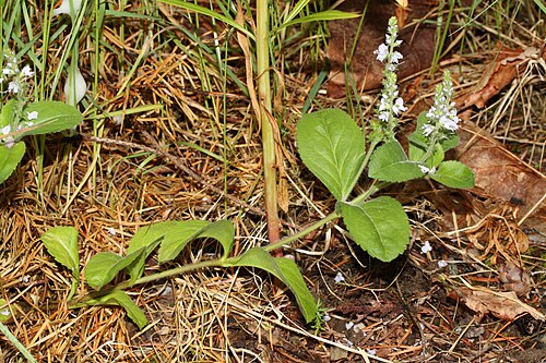 Common gypsyweed: Common Gypsyweed, Herbal Speedwell, Paul's Betony