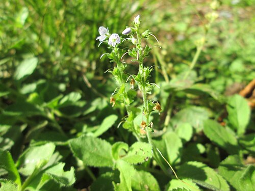 Common gypsyweed: Echter Ehrenpreis ( Veronica officinalis ) im Wald bei Ensheim