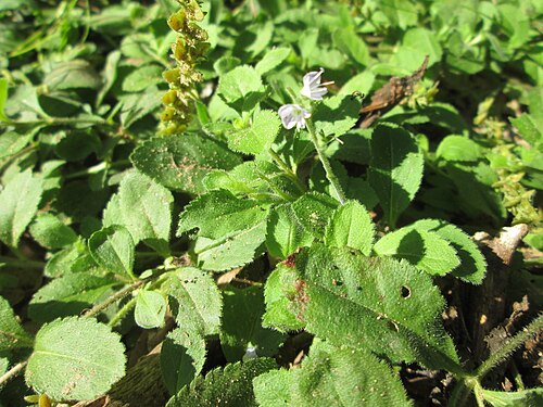 Common gypsyweed: Echter Ehrenpreis ( Veronica officinalis ) im Wald bei Ensheim