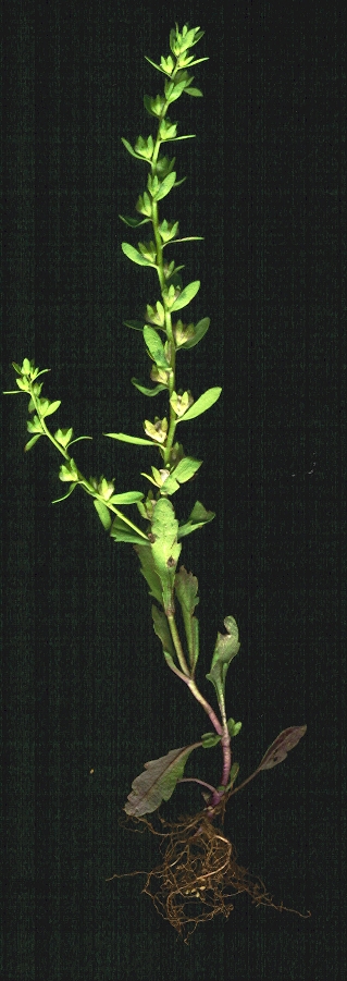 Neckweed: Veronica peregrina (plant). Location: Maui, Makawao