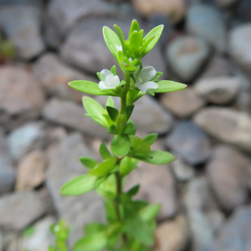 Neckweed (Veronica peregrina)