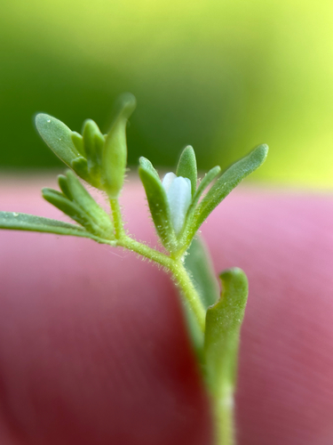 Neckweed (Veronica peregrina)