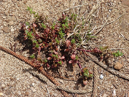 Neckweed: Veronica peregrina (habit). Location: Maui, Makawao