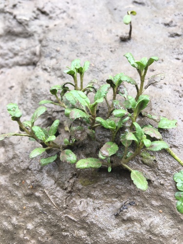 Neckweed (Veronica peregrina)