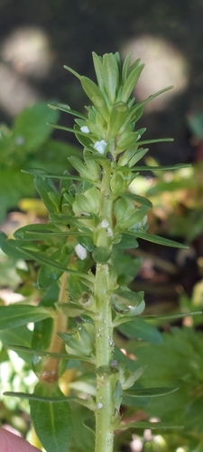 Neckweed (Veronica peregrina)
