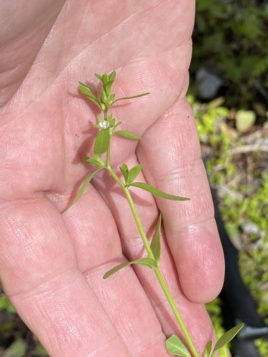 Neckweed (Veronica peregrina)