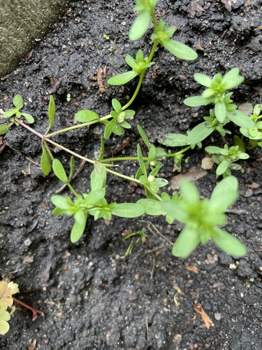Neckweed (Veronica peregrina)