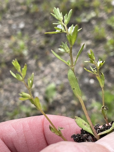 Neckweed (Veronica peregrina)