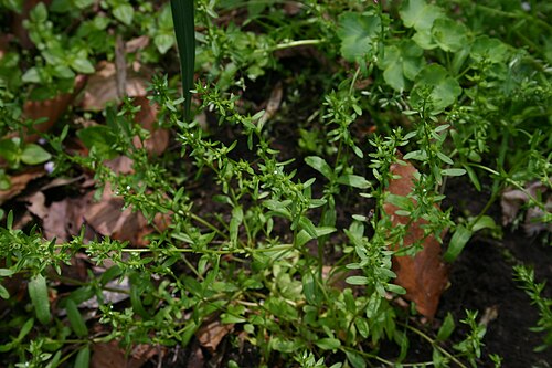 Neckweed: Veronica peregrina