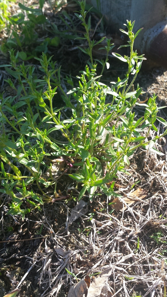 Neckweed (Veronica peregrina)