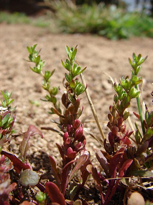 Neckweed: Veronica peregrina (habit). Location: Maui, Makawao