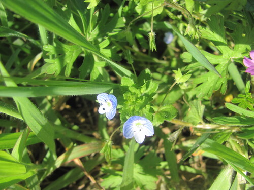 Birdeye speedwell (Veronica persica)