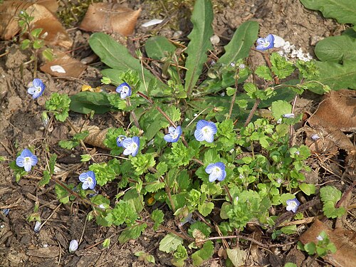 Birdeye speedwell: Persischer Ehrenpreis ( Veronica persica ), fotografiert in Heidelberg