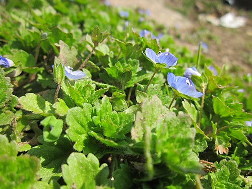 Birdeye speedwell: Persischer Ehrenpreis ( Veronica persica ) an der Saar in Saarbrücken