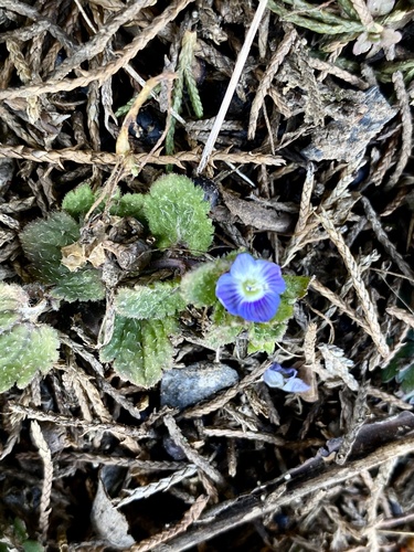Birdeye speedwell (Veronica persica)