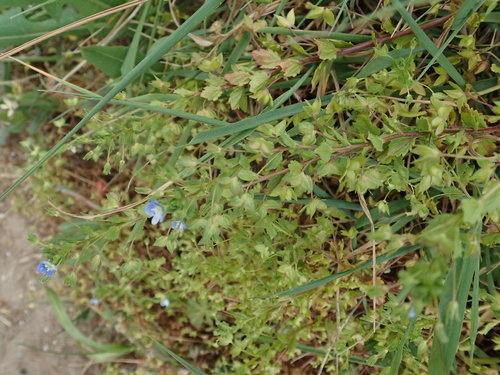 Birdeye speedwell (Veronica persica)