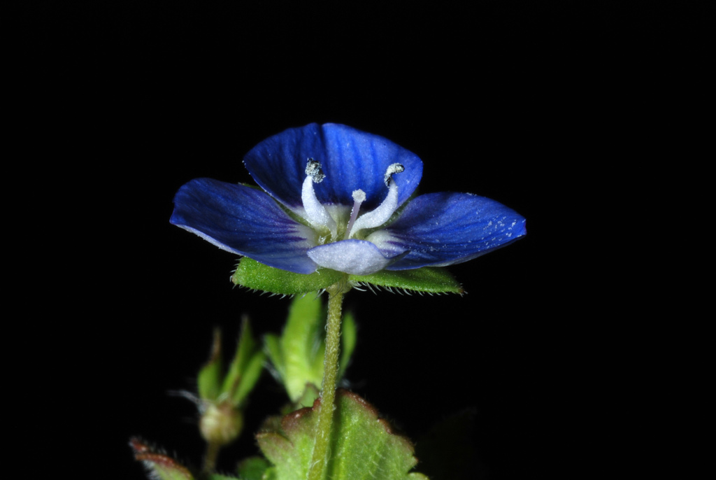 Birdeye speedwell (Veronica persica)