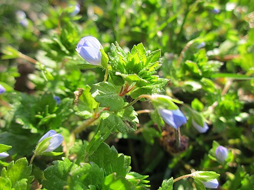 Birdeye speedwell: Persischer Ehrenpreis ( Veronica persica ) an der Saar in Saarbrücken