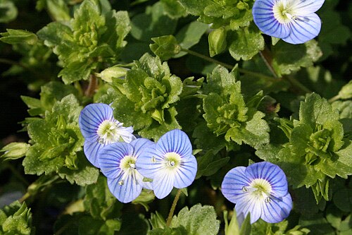 Birdeye speedwell: Veronica persica (Large Field Speedwell) in a park near Paris.